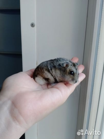 Джунгарский хомяк