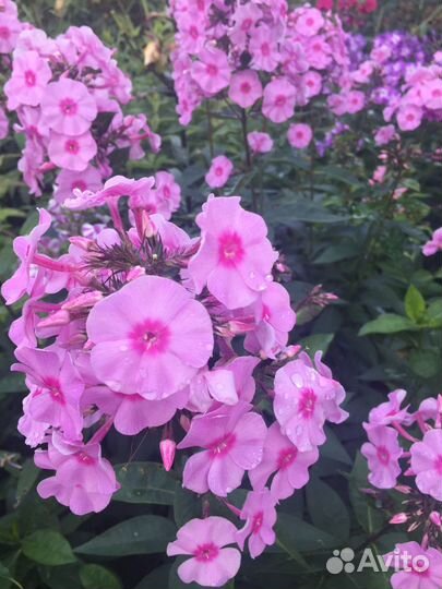 Коровий навоз