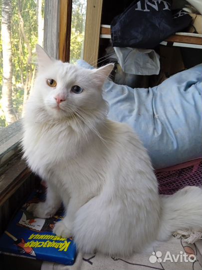 Передержка котов и кошек