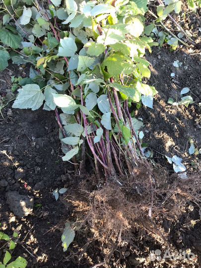 Саженцы малины полька