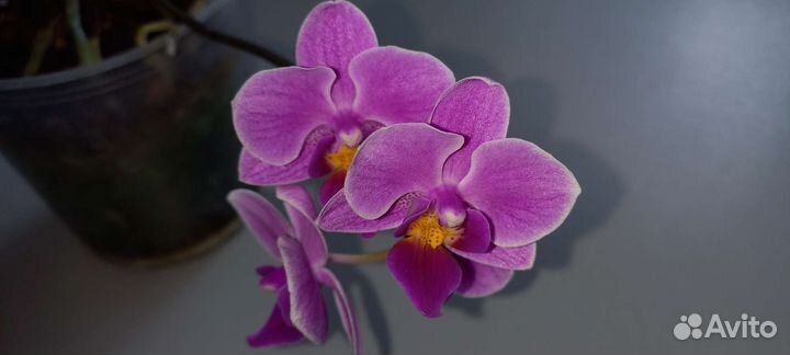Орхидея фаленопсис мини