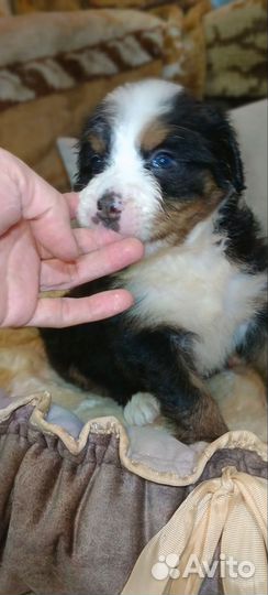 Бернский зенненхунд щенок