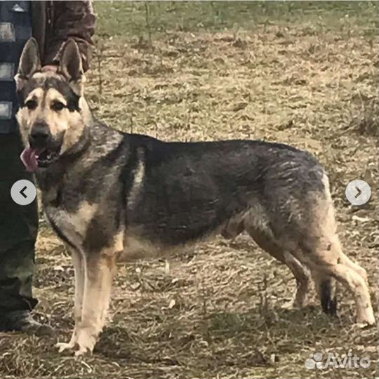 Восточно-европейская овчарка