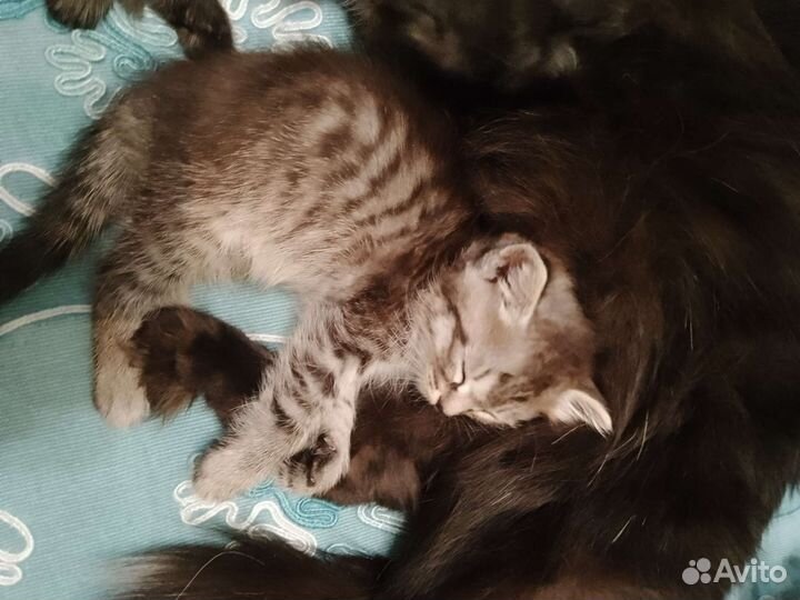 Сибирские котята