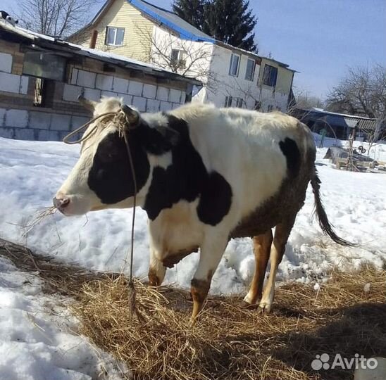 Корова стельная первый отел