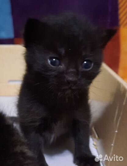 Девочка уголек в добрые руки