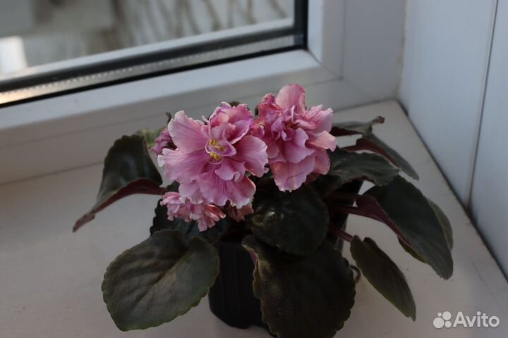 Фиалка пт-Коко Локо