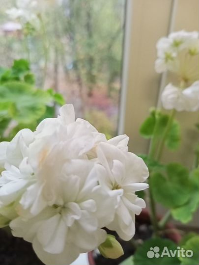 Продам герань белую