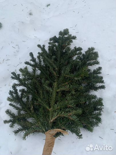 Пихта свежая