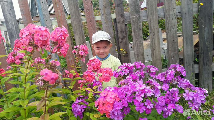 Многолетние цветы для сада