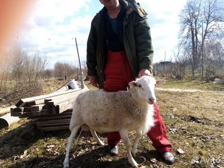 Продам Катумского барана и кроликов на разведение