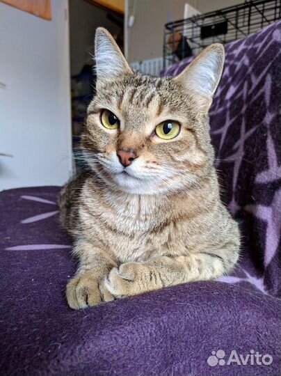 Кошка Сеня 5 лет (из приюта)