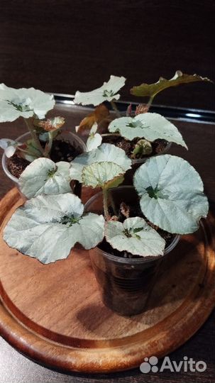 Бегония декоративно лиственная