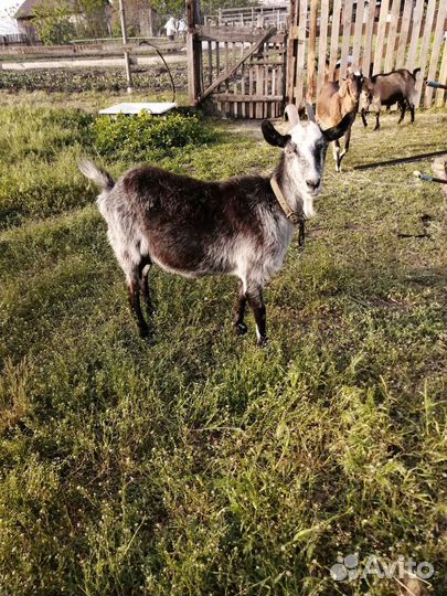 Коза дойная альпийская