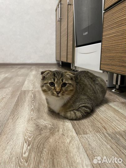 Кошечка в добрые руки