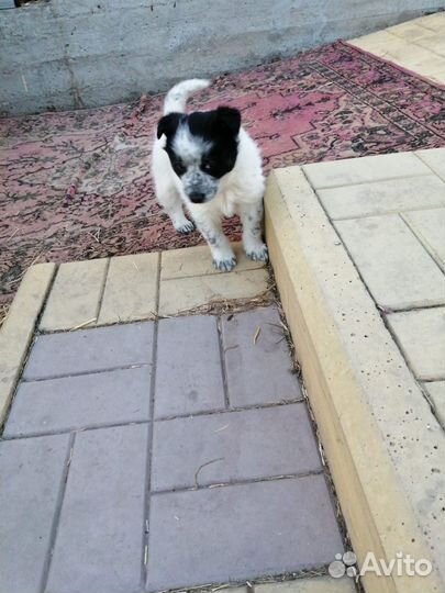 Домашний щенок