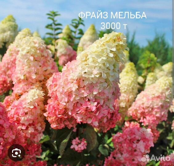 Гортензии