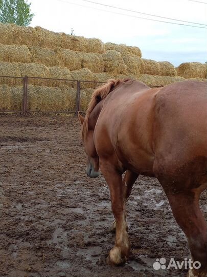 Советский жеребец