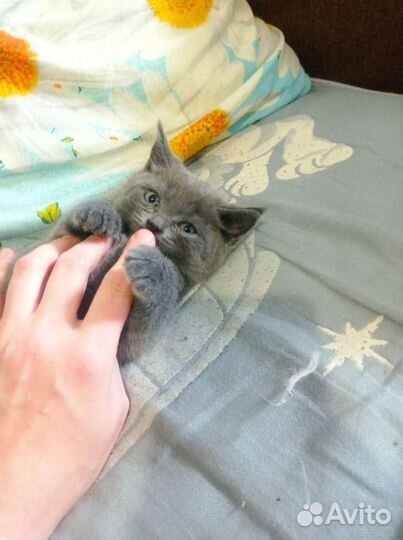 Котенок мальчик серый