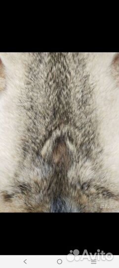 Шкура волка