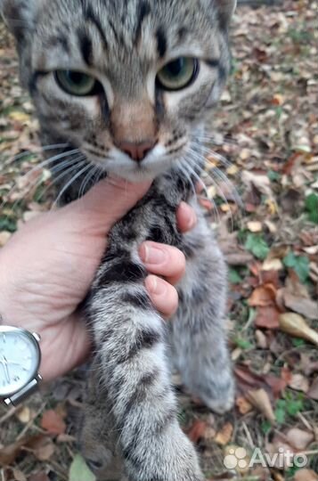 Молодой котик
