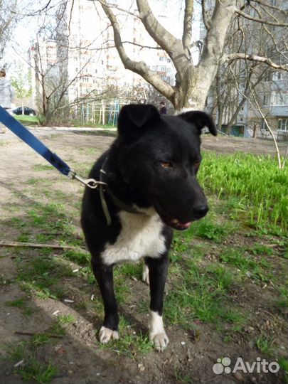 Ищет дом замечательный пес Мишка