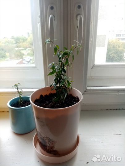 Продам мирт