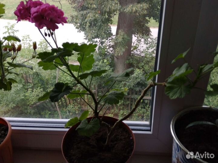 Пеларгония герань