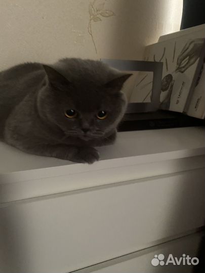 Британская