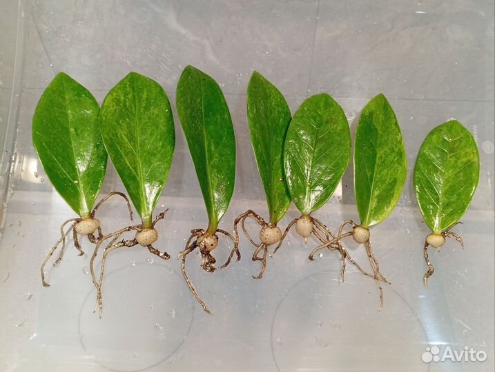 Замиокулькас Грин он Грин