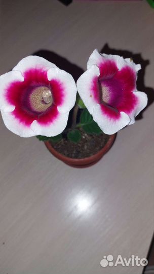 Глоксиния комнатные цветы