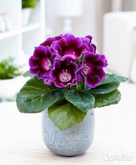 Глоксиния махровая