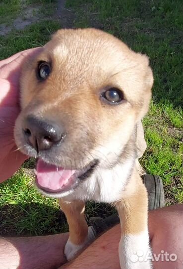 Щенок в добрые руки