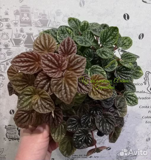 Пеперомии каперата