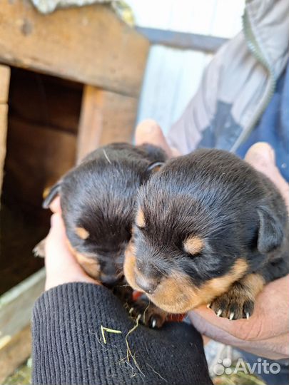 Вязка ротвейлера