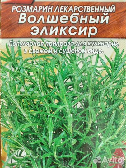 Розмарин саженцы