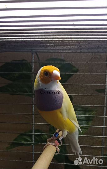 Амадины гульда