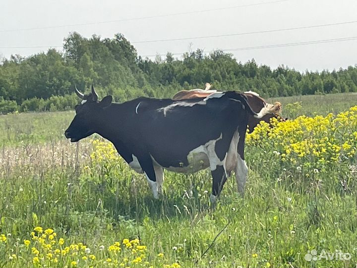 Продажа крс