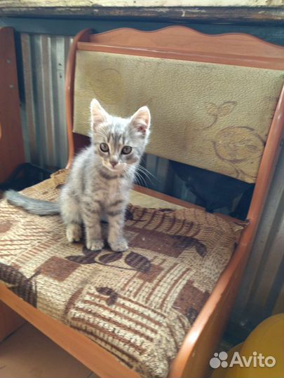 Британский котик