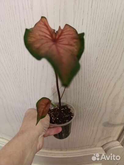 Каладиум красный