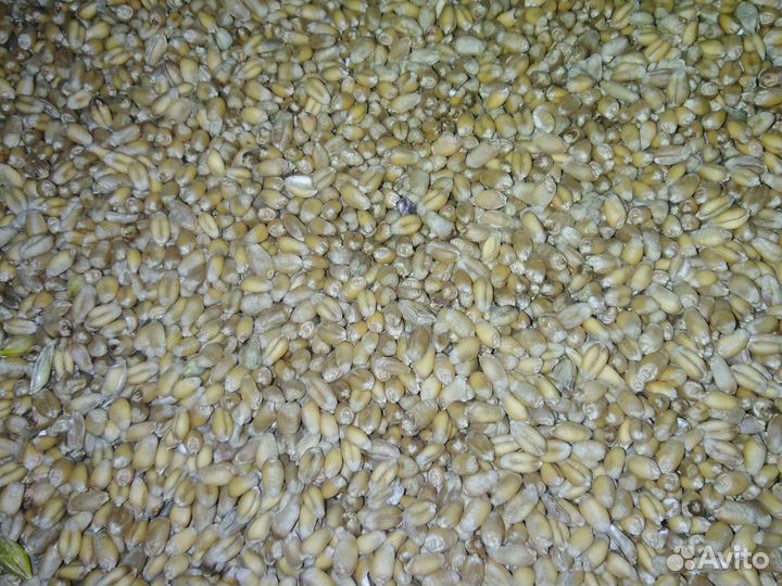 Зерно пшеница