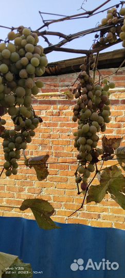 Виноград