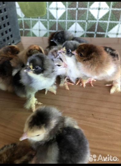 Цыплята брама подрощенные