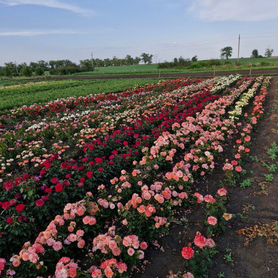 Растения саженцы роз