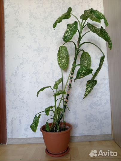 Дифенбахия