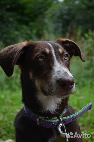 Собака Шоколадка ищет дом