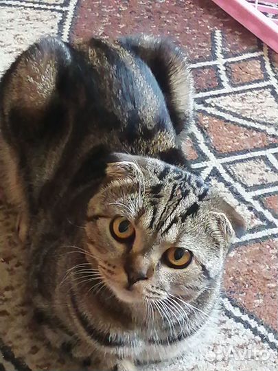 Шотландский вислоухий кот отдам в хорошие руки