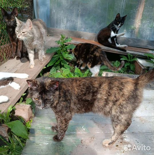 Трехшерстная кошечка, счастье в