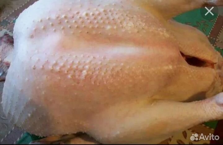 Индюки и Индюшки