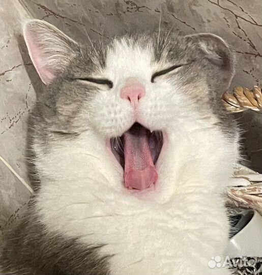 Репетитор по биологии огэ и егэ